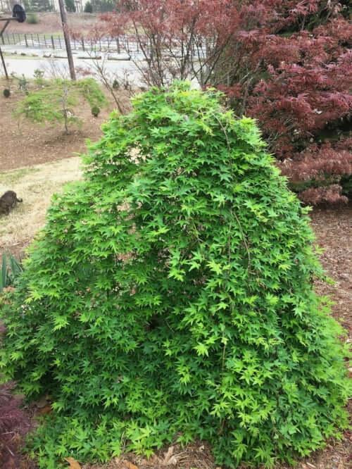 Acer Palmatum 'ryusen' - View 25 from www redcrocus com