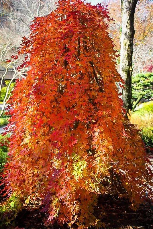 Acer Palmatum 'ryusen' - View 27 from www redcrocus com