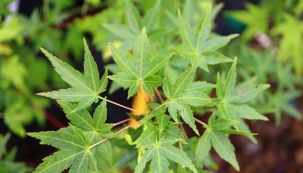 Acer Palmatum 'ryusen' - View 28 from www redcrocus com