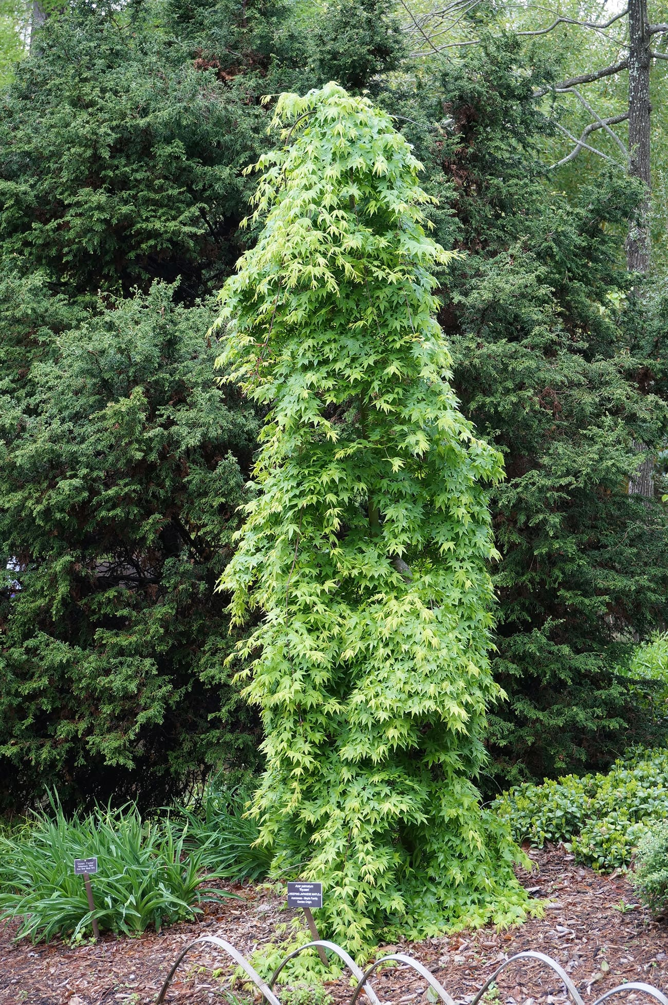 Acer Palmatum 'ryusen' - View 29 from www redcrocus com