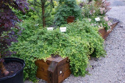 Acer Palmatum 'ryusen' - View 30 from www redcrocus com