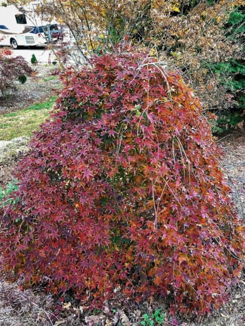 Acer Palmatum 'ryusen' - View 32 from www redcrocus com