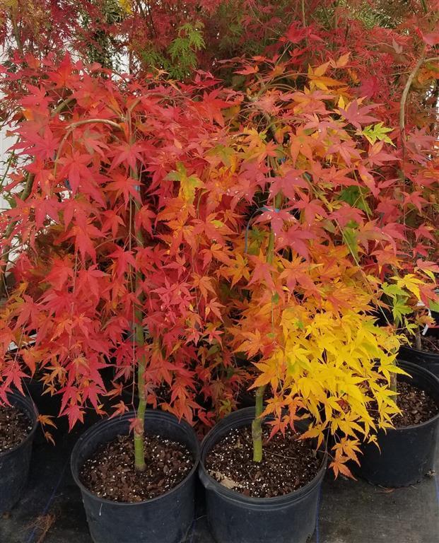 Acer Palmatum 'ryusen' - View 33 from www redcrocus com