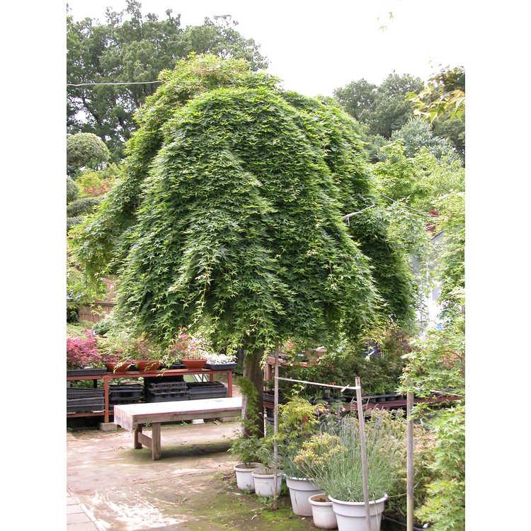 Acer Palmatum 'ryusen' - View 36 from www redcrocus com