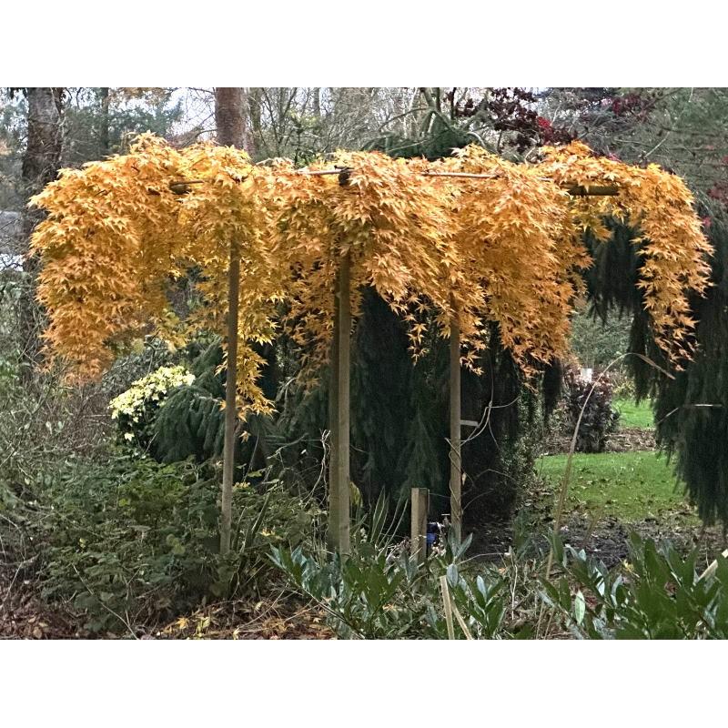 Acer Palmatum 'ryusen' - View 5 from www redcrocus com