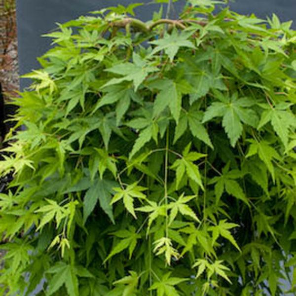 Acer Palmatum 'ryusen' - View 7 from www redcrocus com