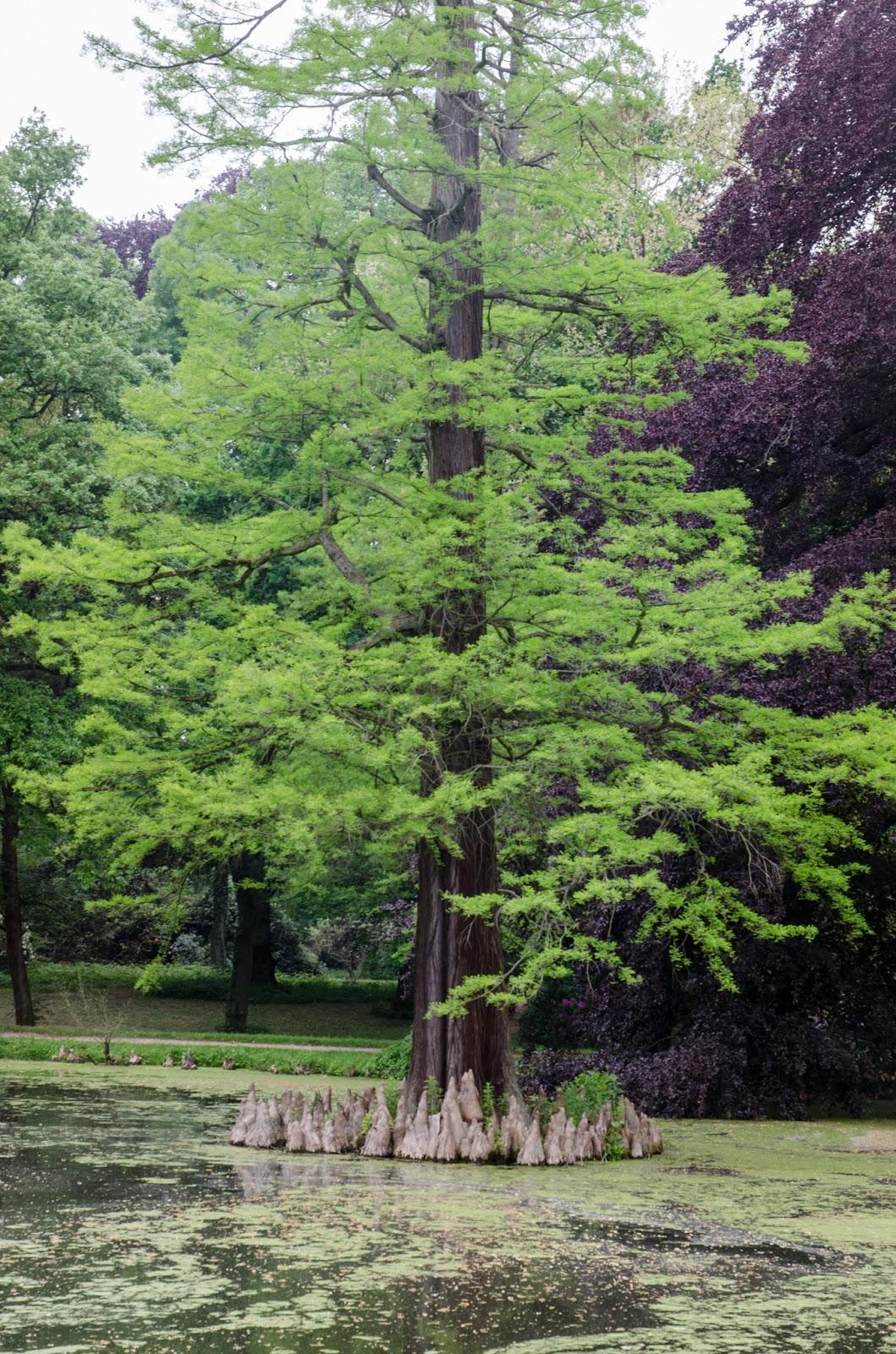 Taxodium Distichum - View 12 from www redcrocus com
