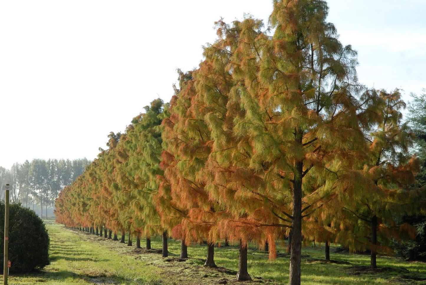 Taxodium Distichum - View 13 from www redcrocus com