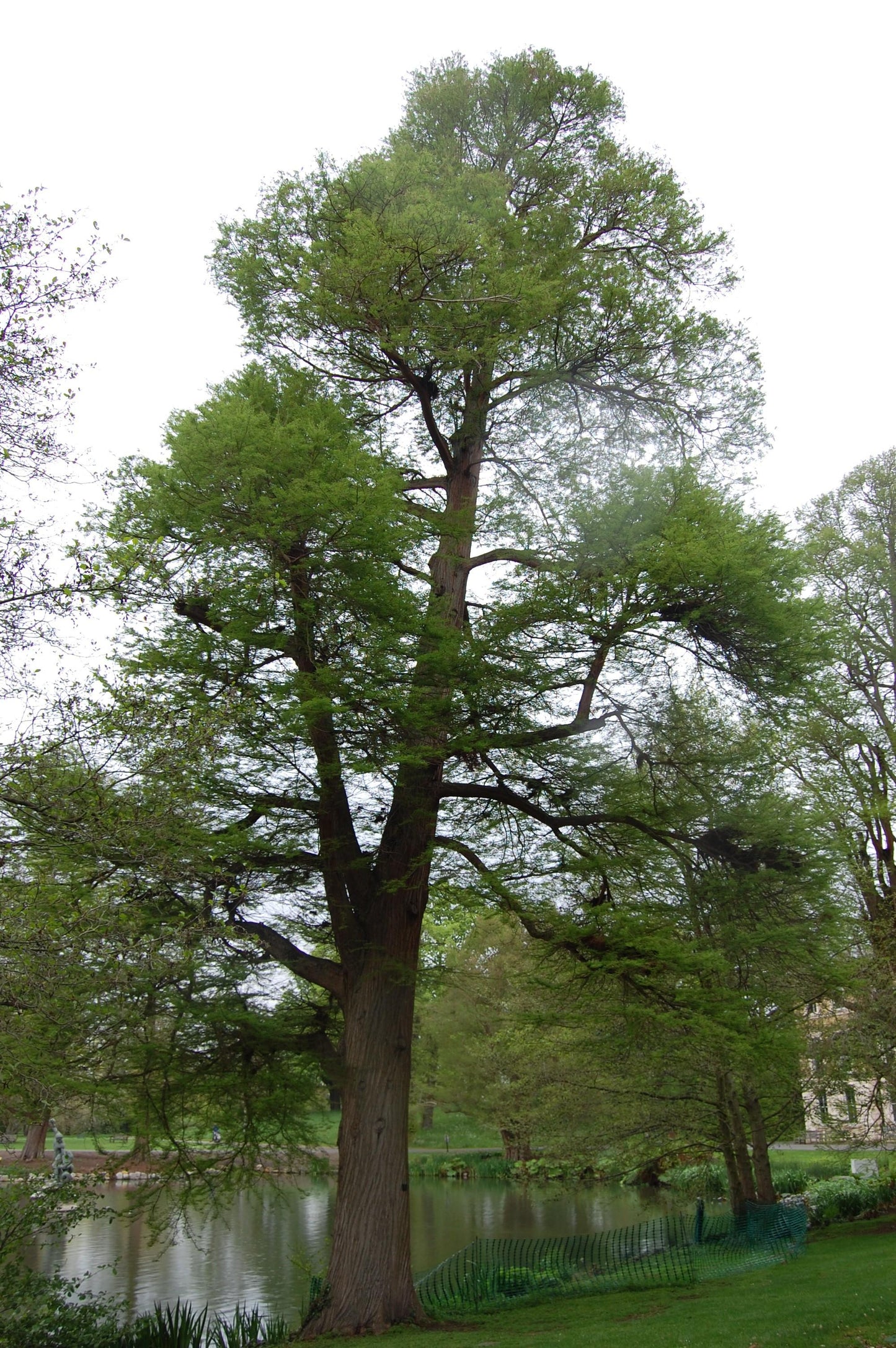 Taxodium Distichum - View 14 from www redcrocus com