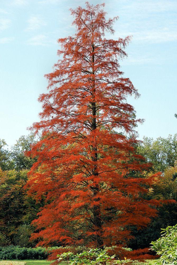 Taxodium Distichum - View 16 from www redcrocus com