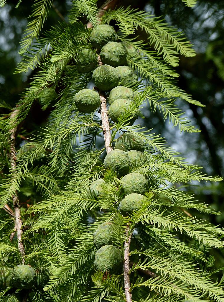 Taxodium Distichum - View 17 from www redcrocus com