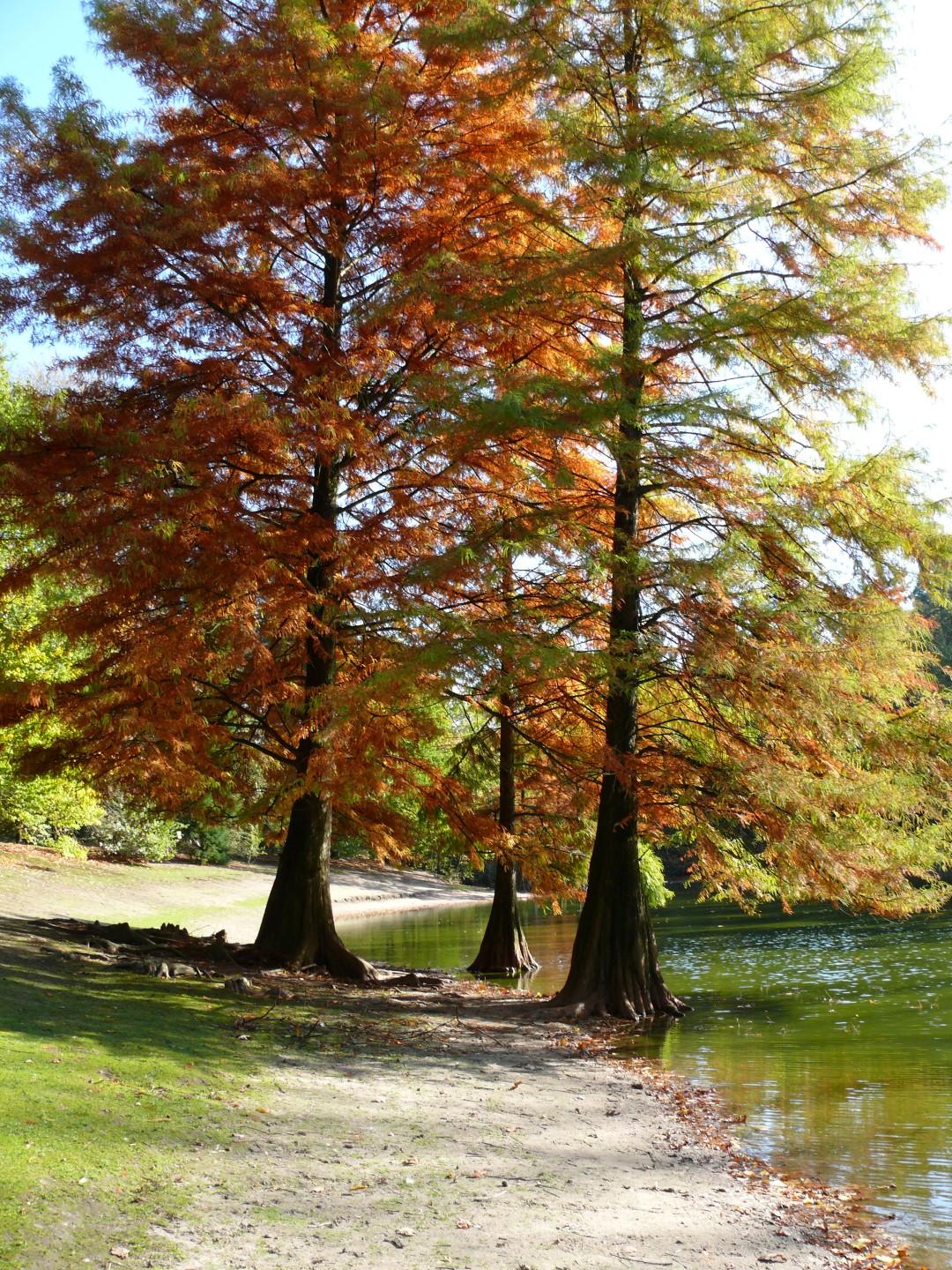 Taxodium Distichum - View 2 from www redcrocus com