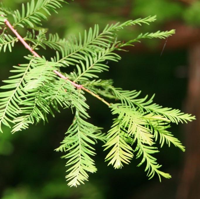 Taxodium Distichum - View 3 from www redcrocus com