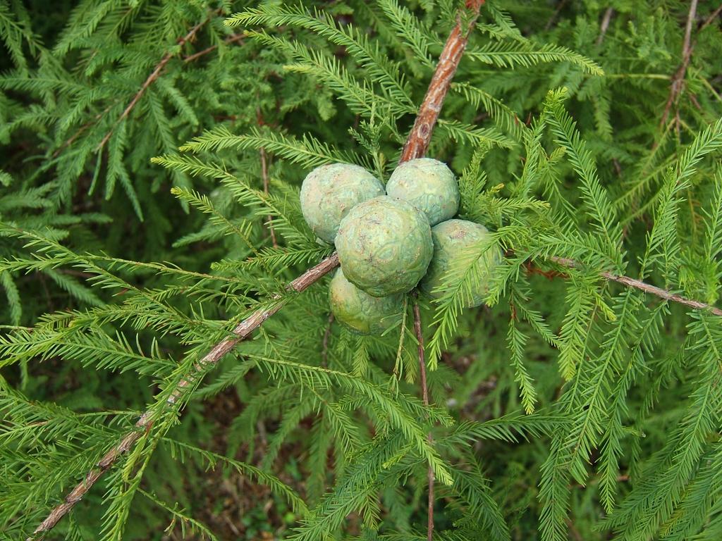 Taxodium Distichum - View 4 from www redcrocus com