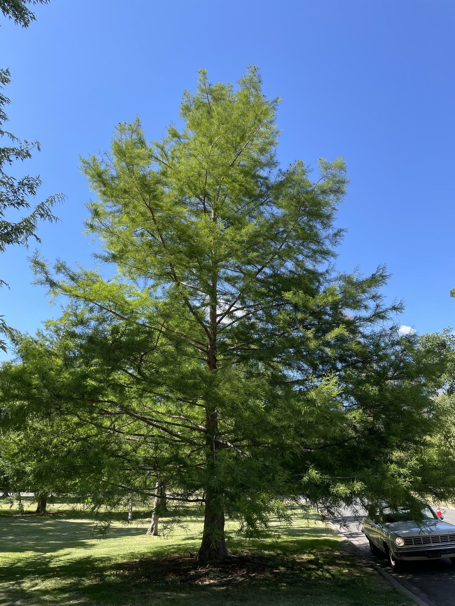 Taxodium Distichum - View 5 from www redcrocus com