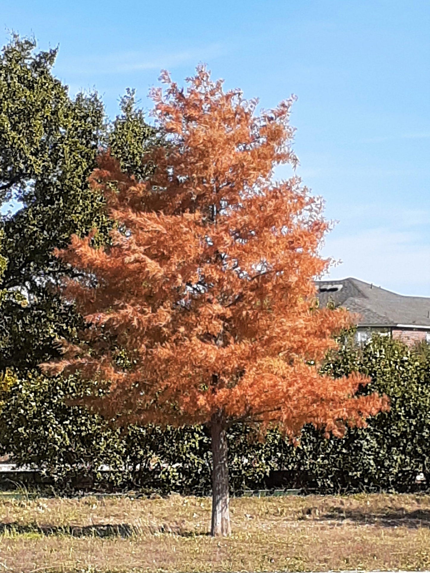 Taxodium Distichum - View 6 from www redcrocus com