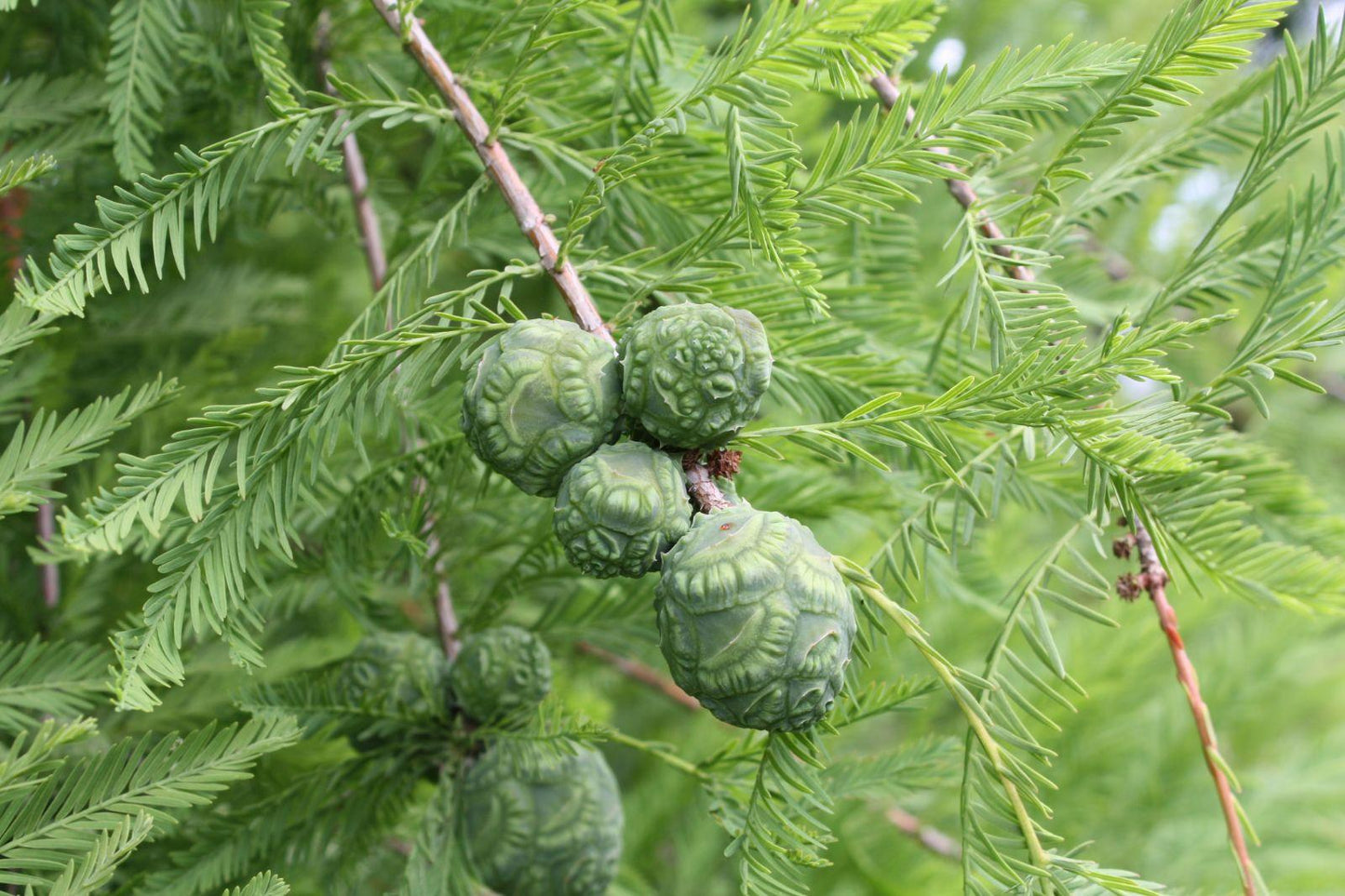Taxodium Distichum - View 7 from www redcrocus com