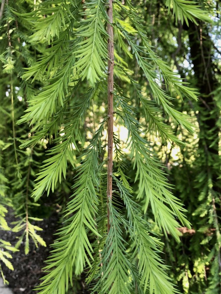 Taxodium Distichum - View 8 from www redcrocus com