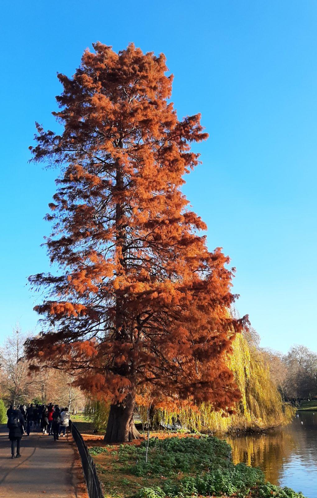 Taxodium Distichum - View 9 from www redcrocus com