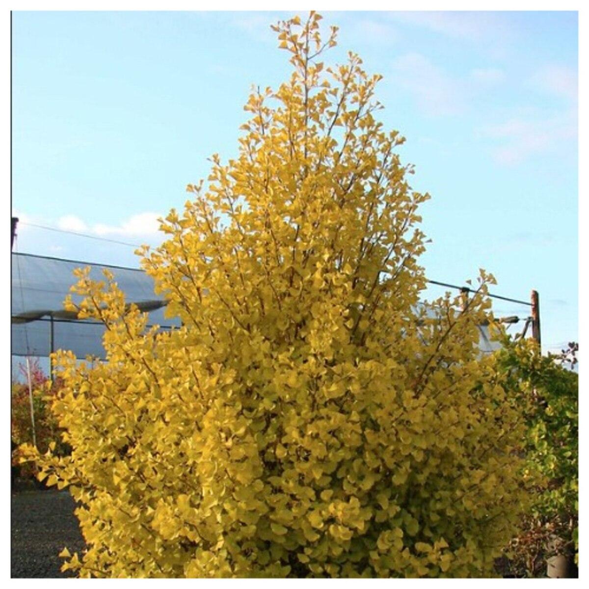 Ginkgo Biloba Chi Chi Single Stem - View 13 from www redcrocus com
