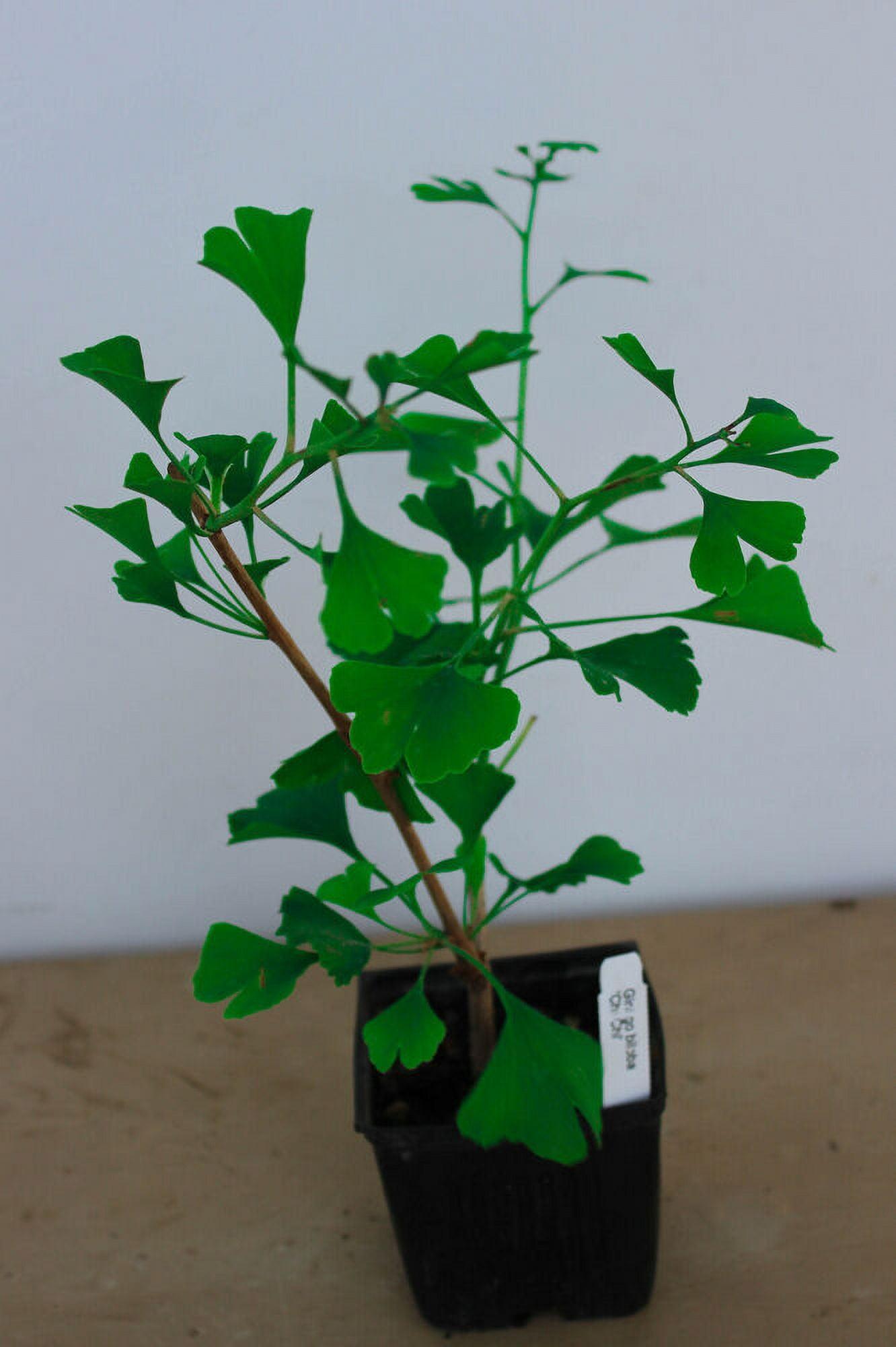 Ginkgo Biloba Chi Chi Single Stem - View 14 from www redcrocus com