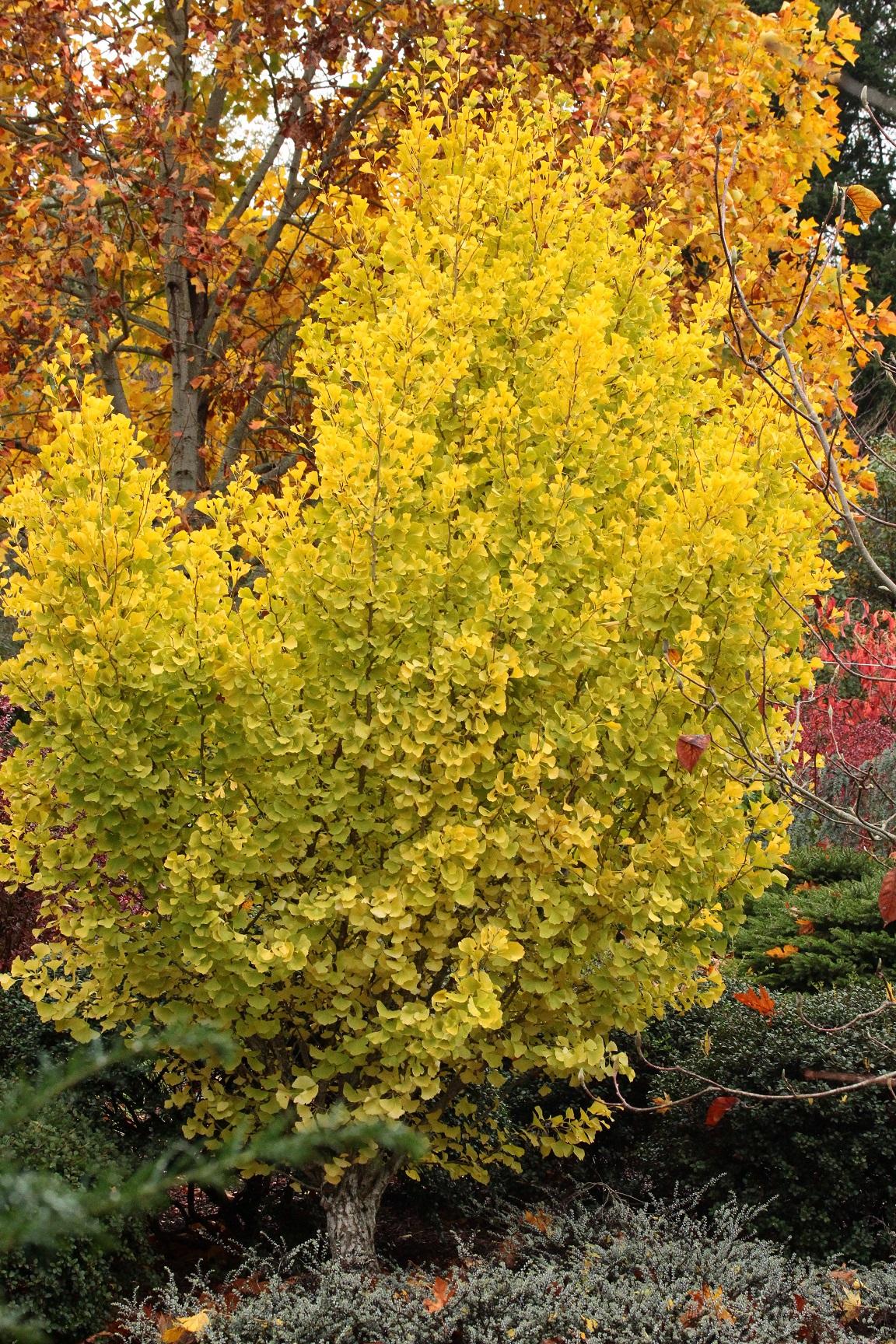 Ginkgo Biloba Chi Chi Single Stem - View 16 from www redcrocus com