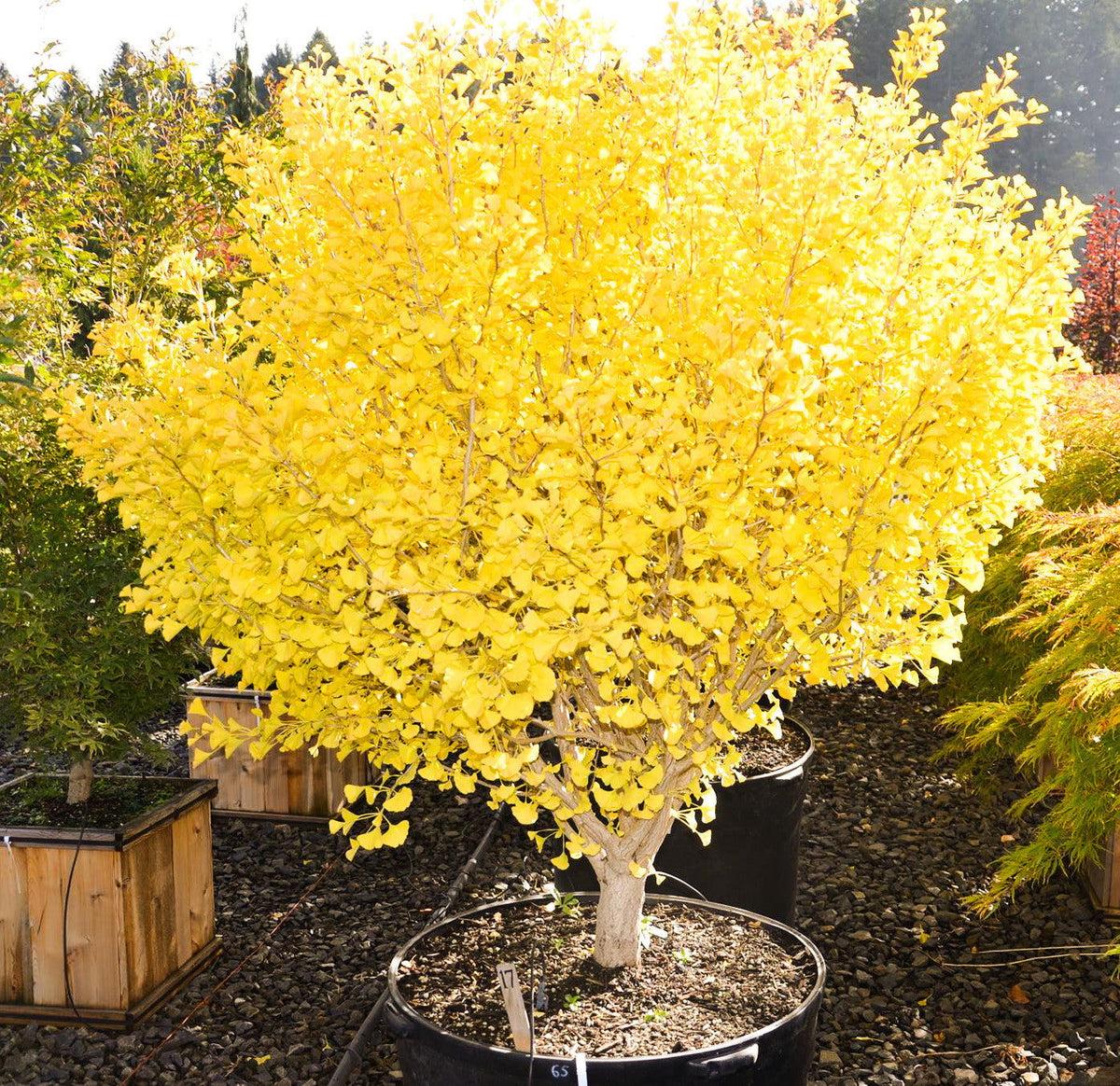 Ginkgo Biloba Chi Chi Single Stem - View 8 from www redcrocus com