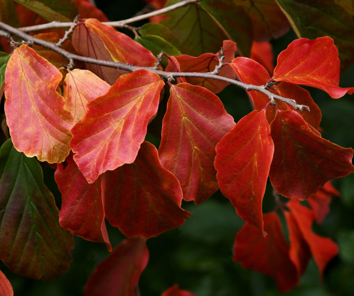 Parrotia Perisica Vanessa - View 13 from www redcrocus com