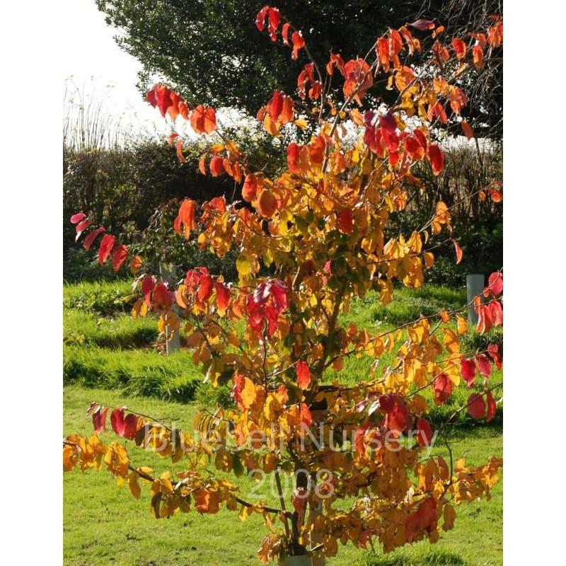 Parrotia Perisica Vanessa - View 7 from www redcrocus com