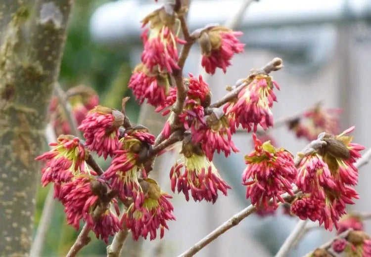 Parrotia Perisica Vanessa - View 7 from www redcrocus com