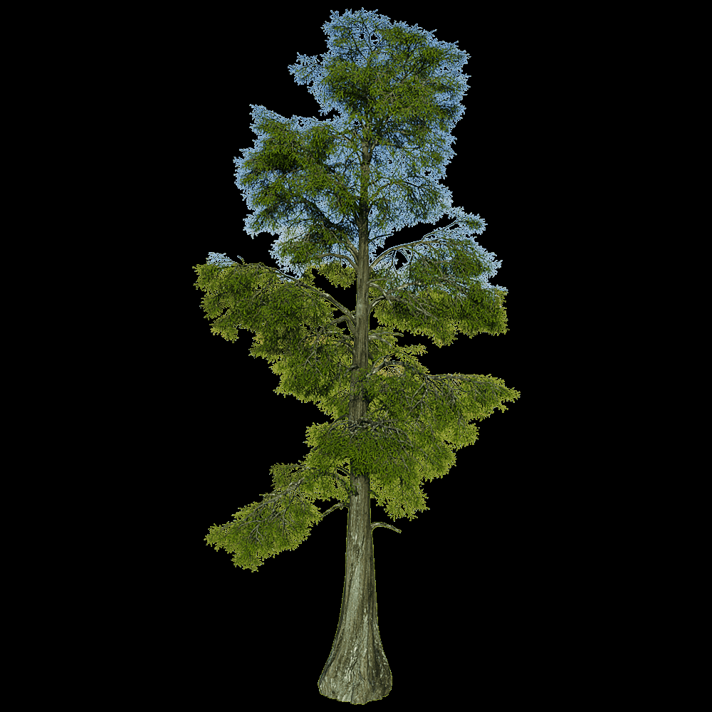 Taxodium Distichum Single Stem - View 17 from www redcrocus com