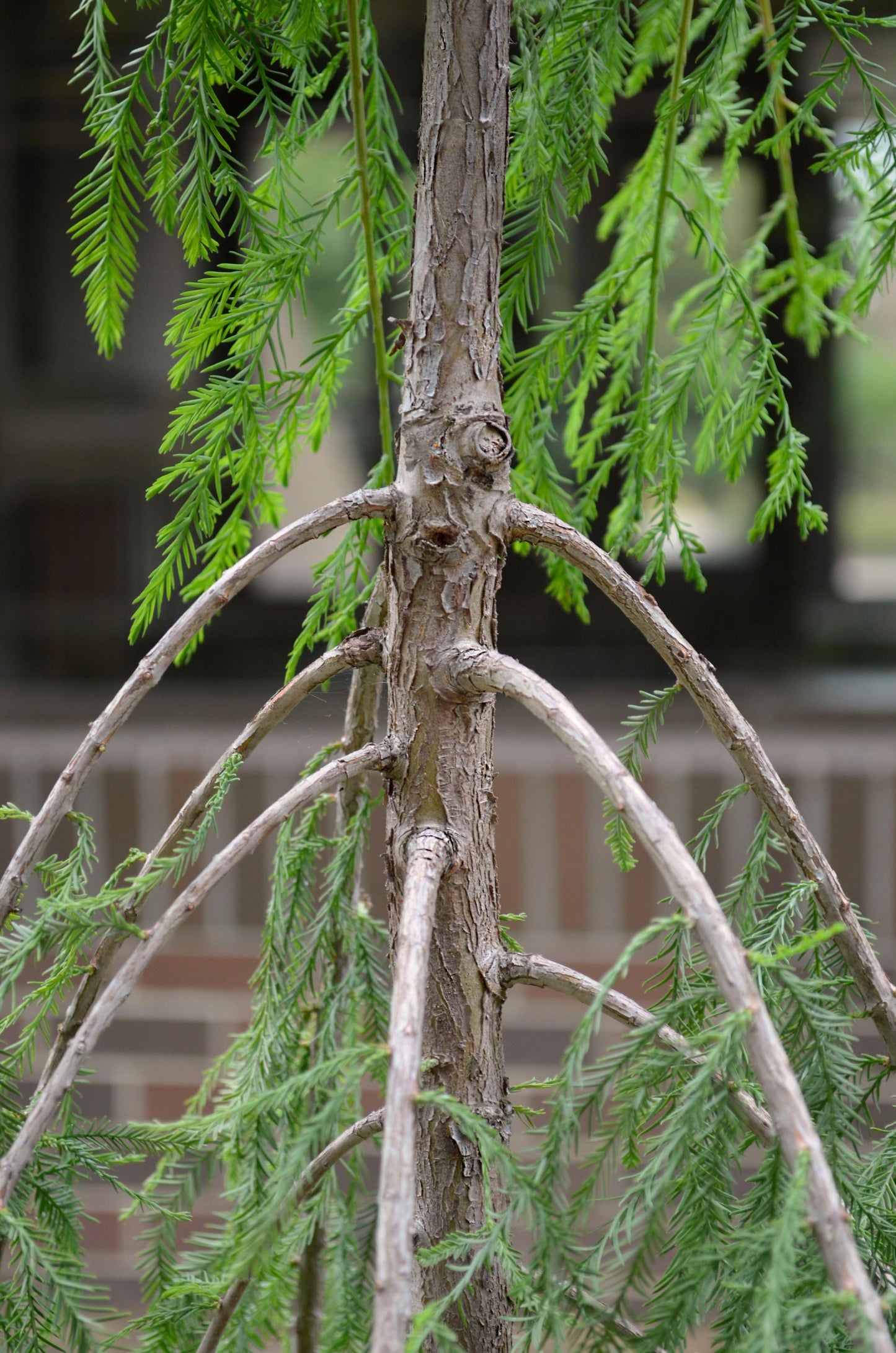 Taxodium Distichum Single Stem - View 3 from www redcrocus com