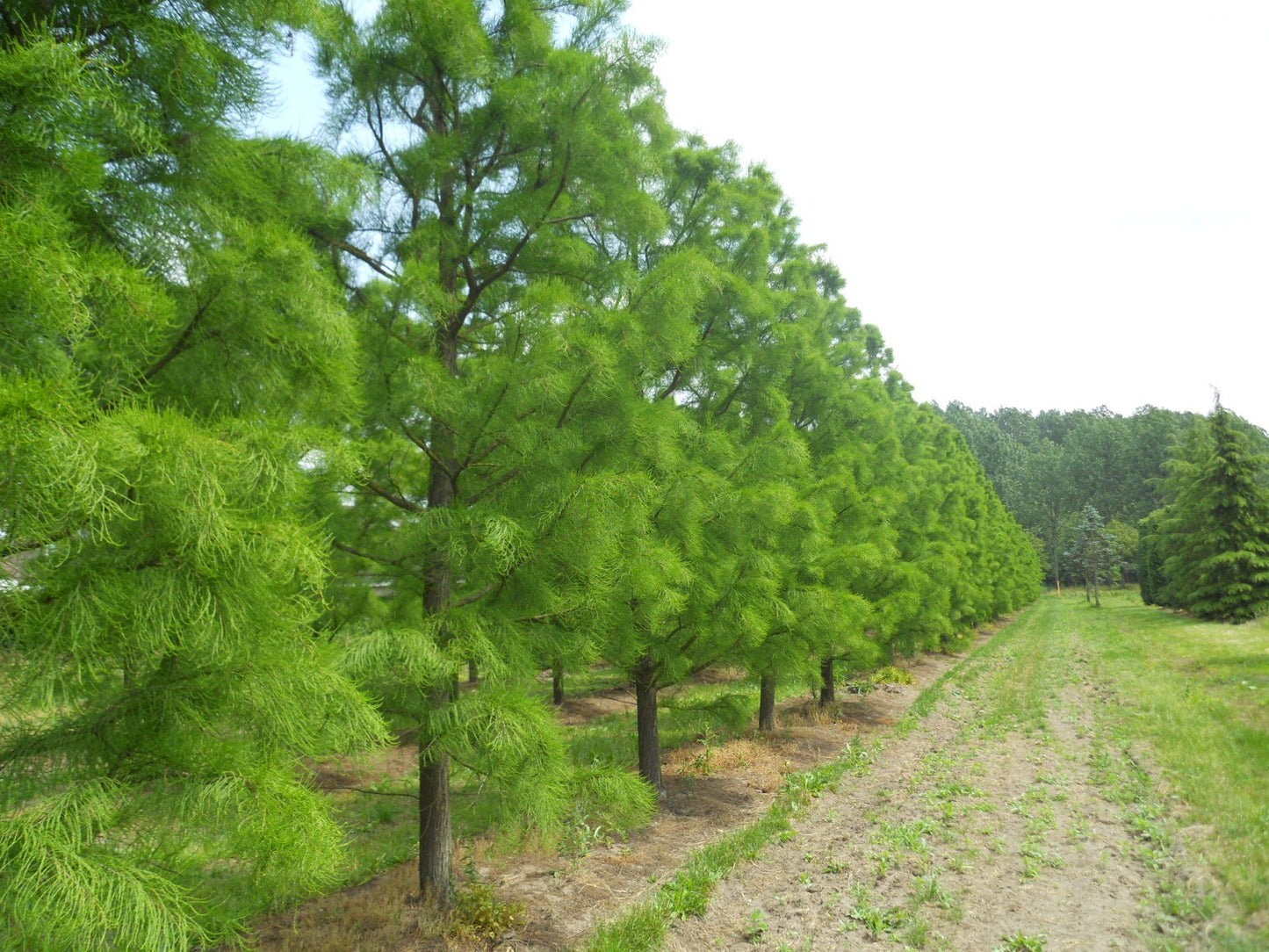 Taxodium Distichum Single Stem - View 4 from www redcrocus com