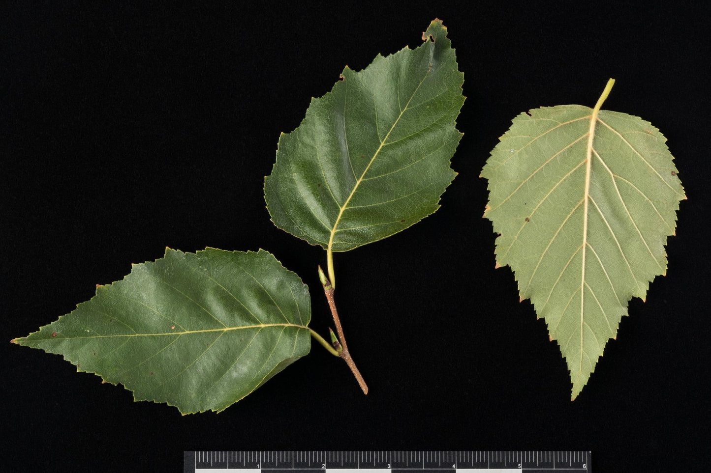 Betula Papyrifera Renaissance Oasis Multi Stem - View 18 from www redcrocus com