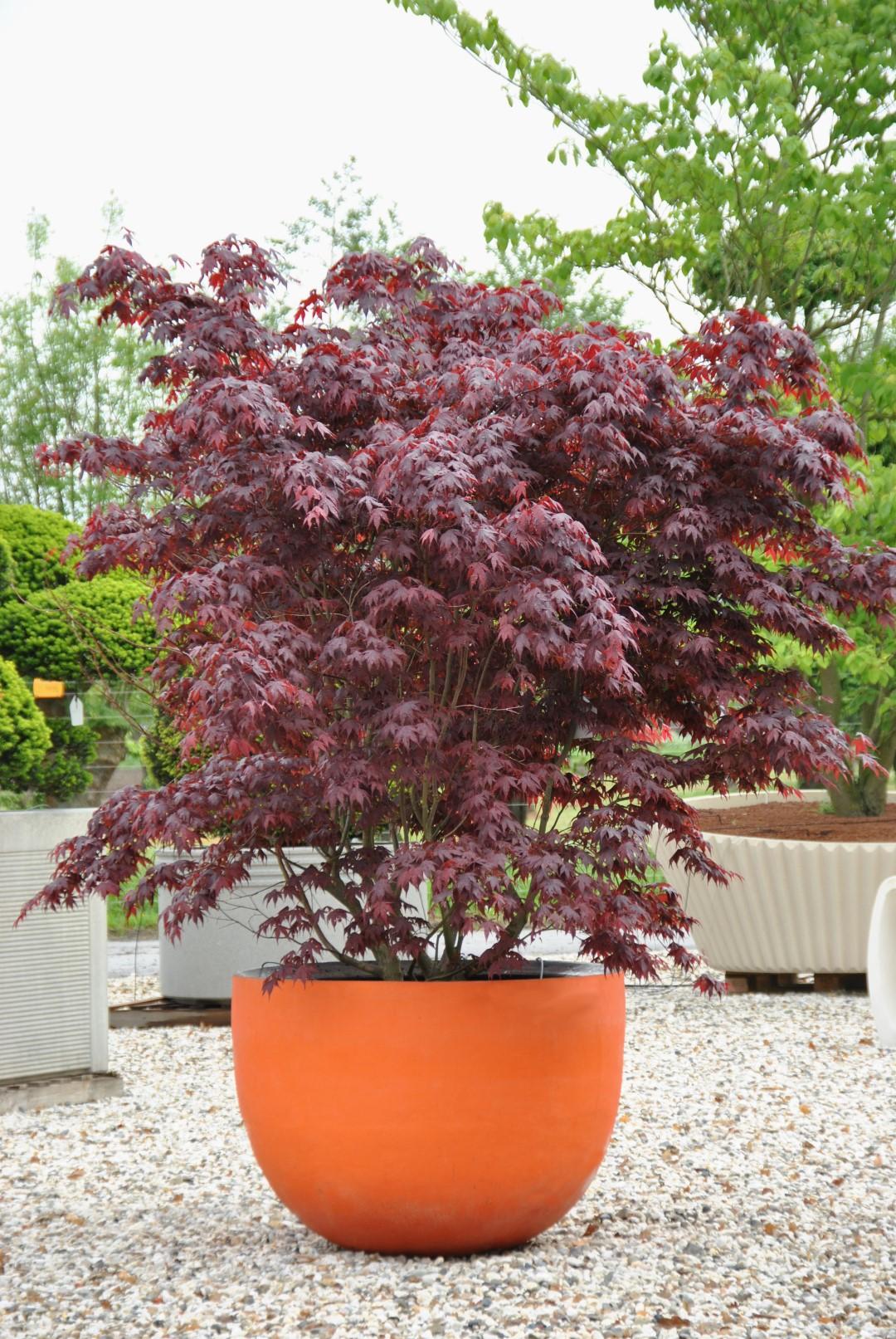 Acer Palmatum Bloodgood Single Stem - View 15 from www redcrocus com