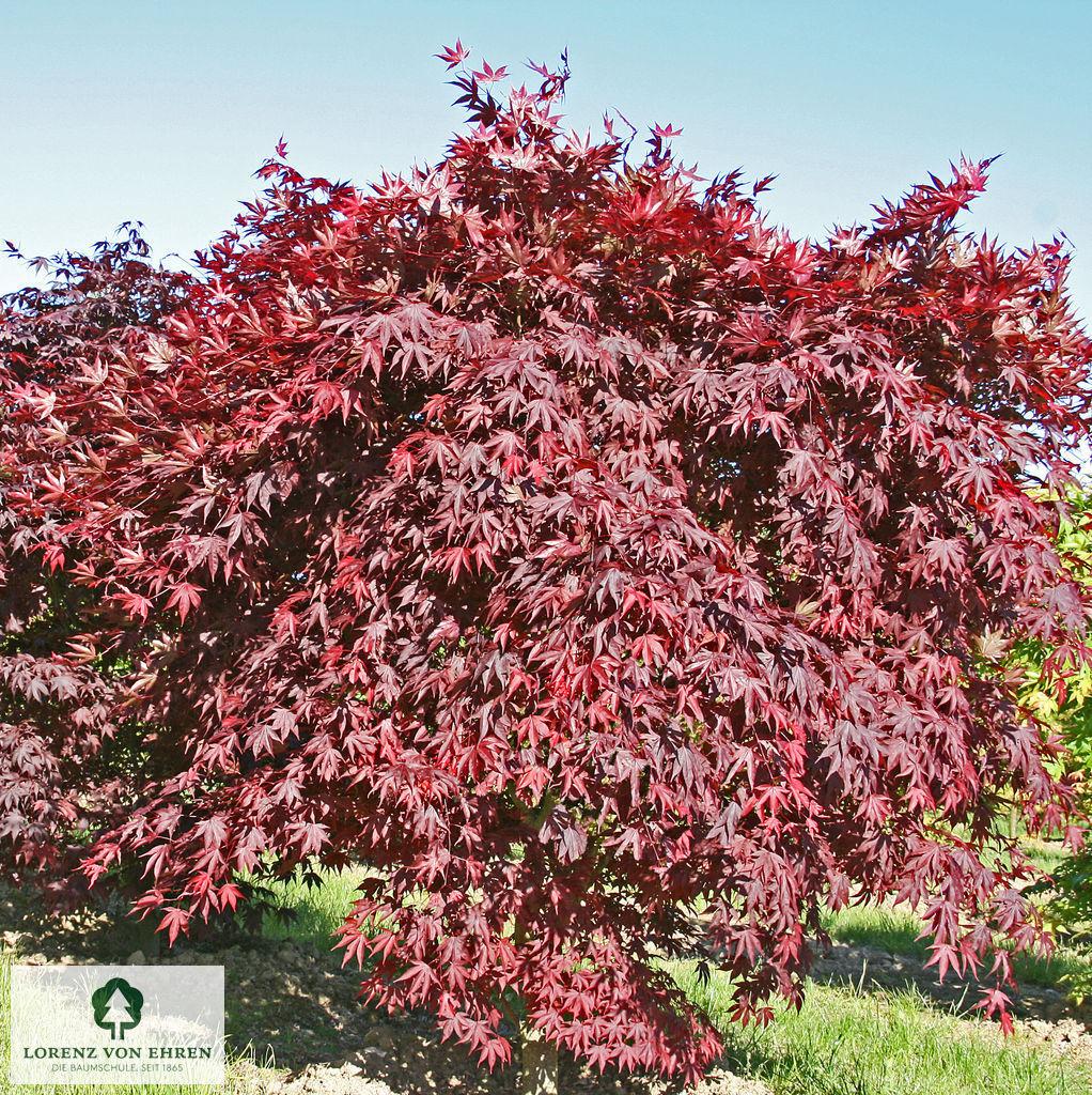 Acer Palmatum Bloodgood Single Stem - View 4 from www redcrocus com