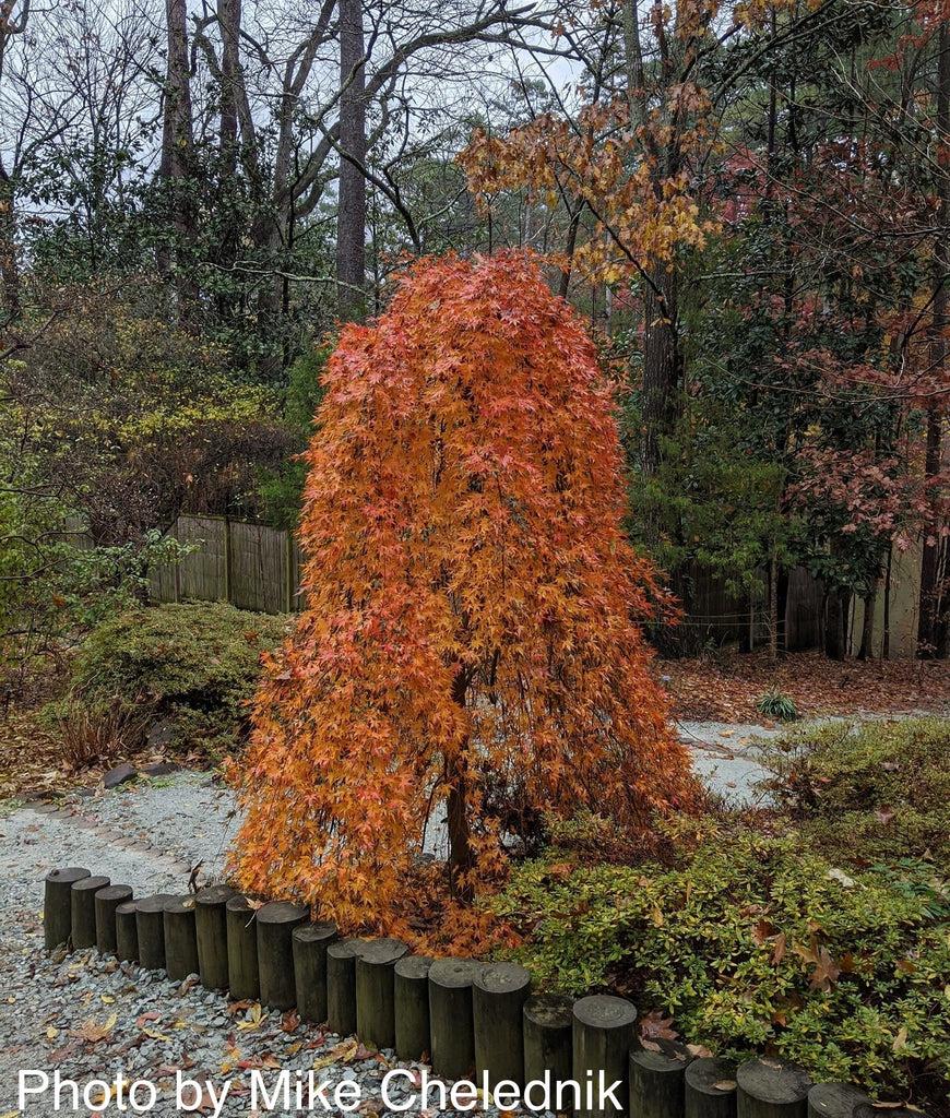 Acer Palmatum Ryusen - View 19 from www redcrocus com