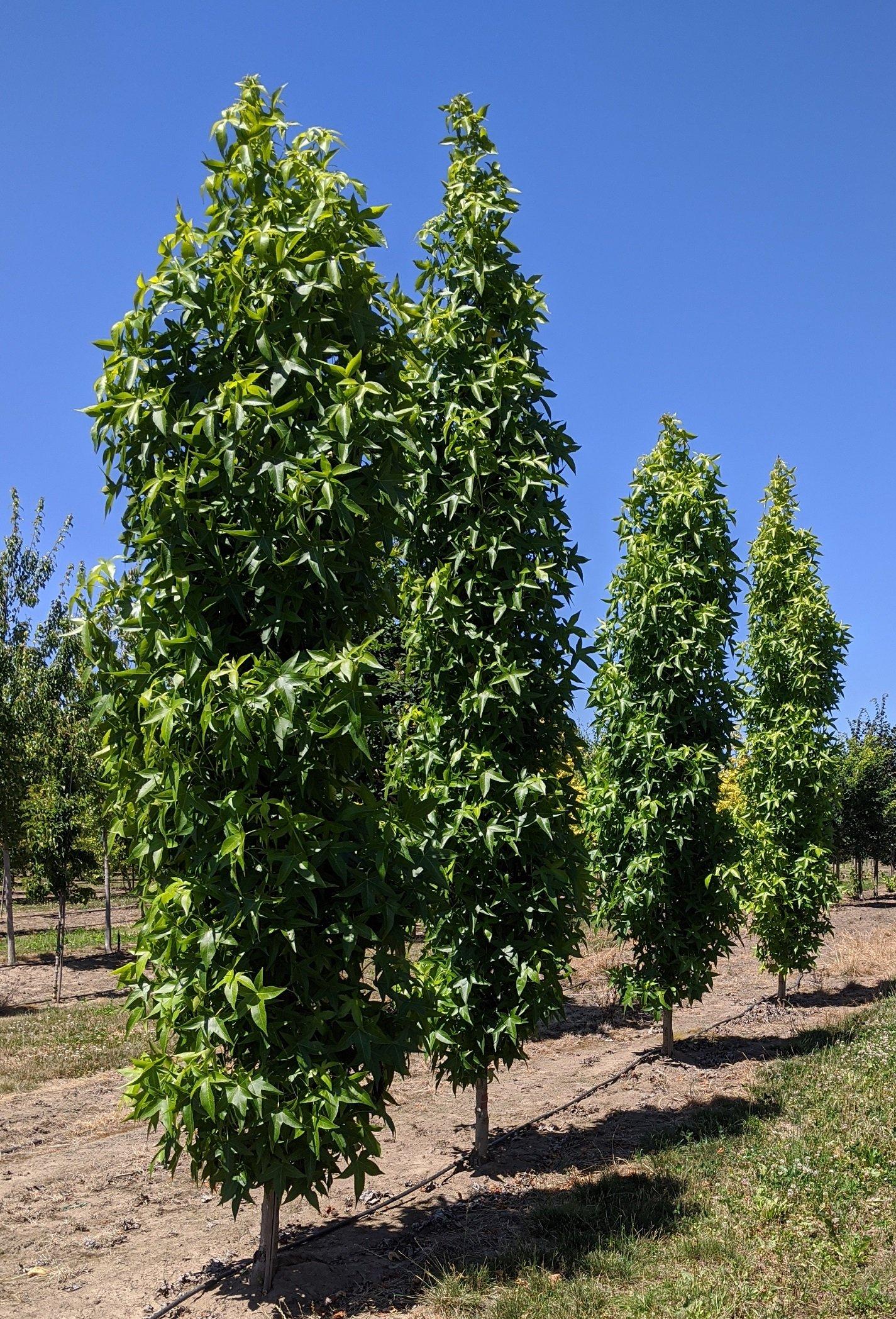Liquidambar Styraciflua Slender Silhouette Multi Stem - View 10 from www redcrocus com