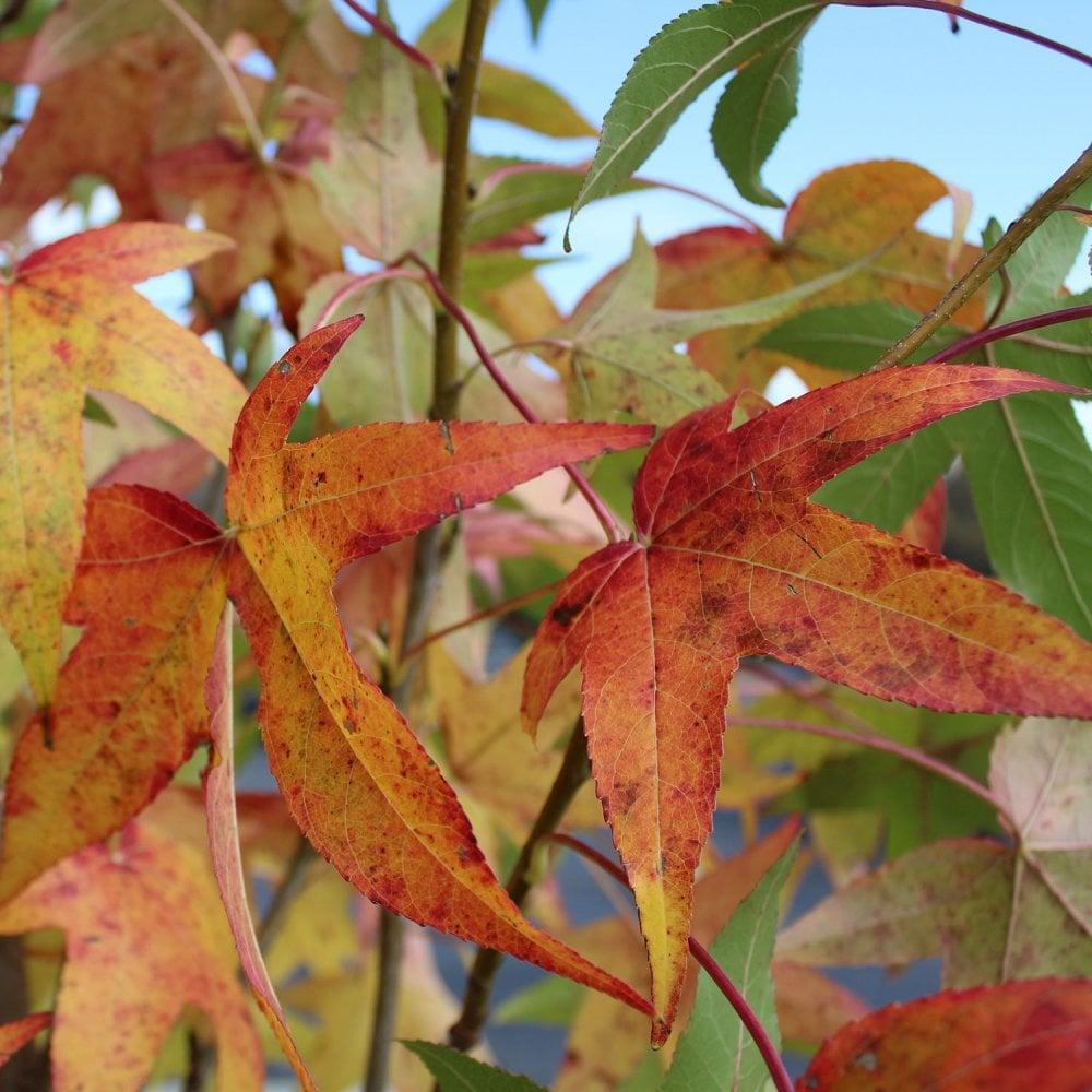 Liquidambar Styraciflua Slender Silhouette Multi Stem - View 16 from www redcrocus com