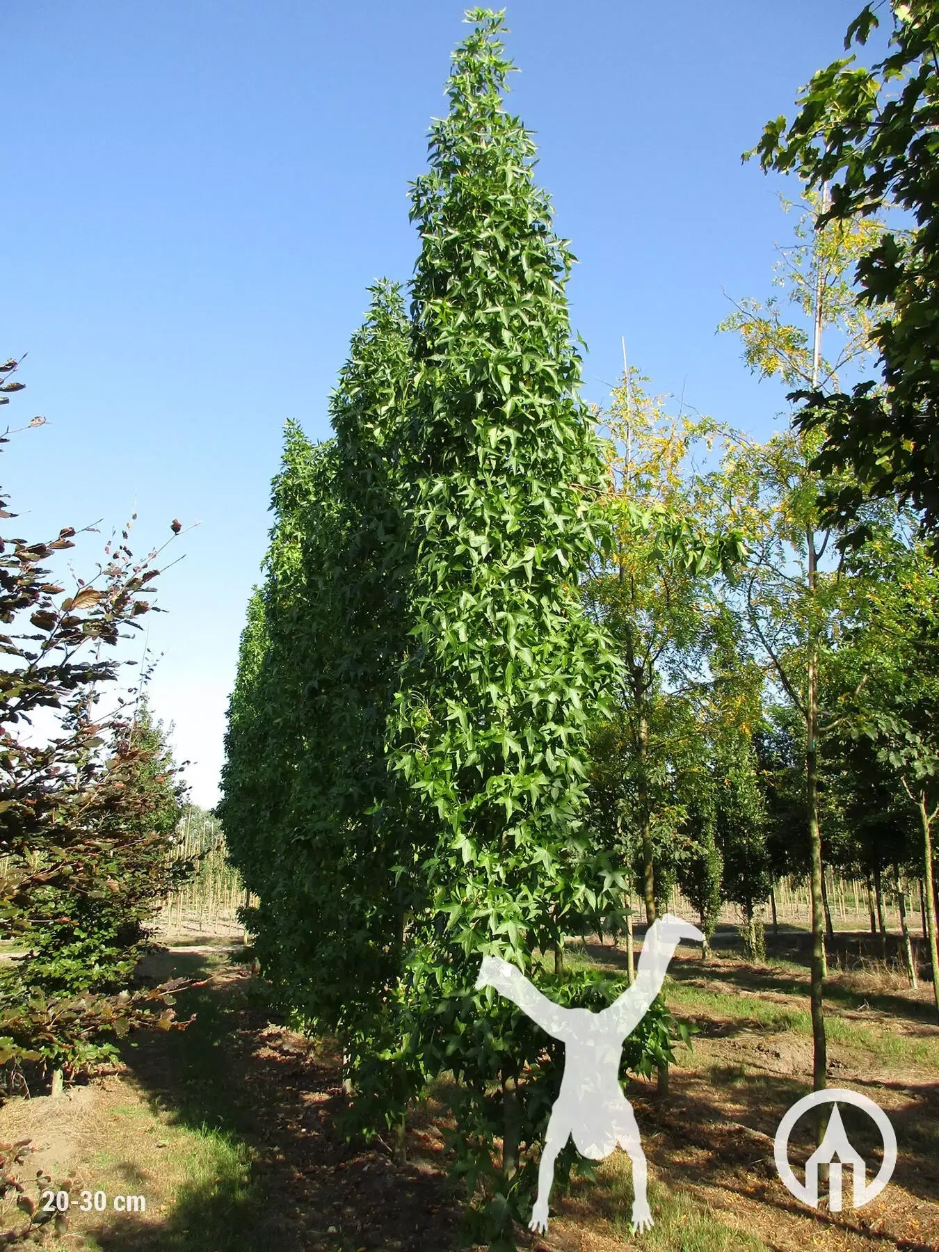 Liquidambar Styraciflua Slender Silhouette Multi Stem - View 18 from www redcrocus com