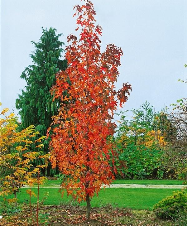 Liquidambar Styraciflua Slender Silhouette Multi Stem - View 19 from www redcrocus com