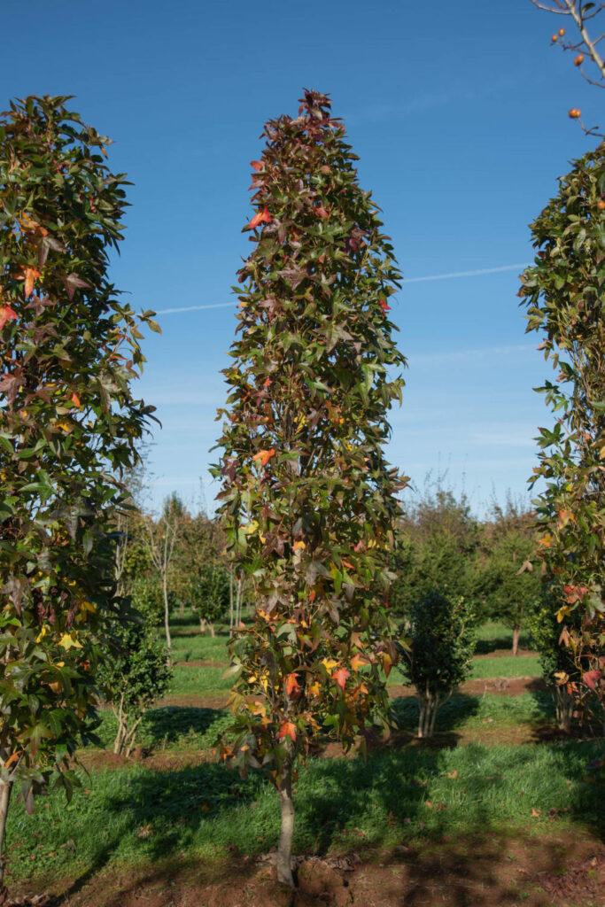 Liquidambar Styraciflua Slender Silhouette Multi Stem - View 3 from www redcrocus com