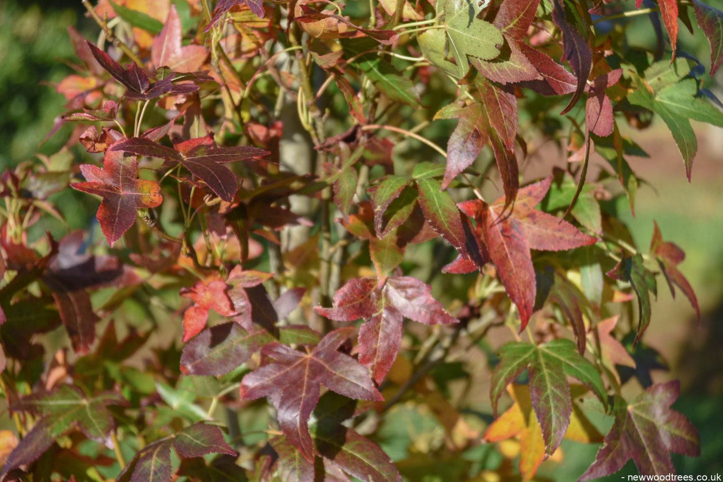 Liquidambar Styraciflua Slender Silhouette Multi Stem - View 7 from www redcrocus com