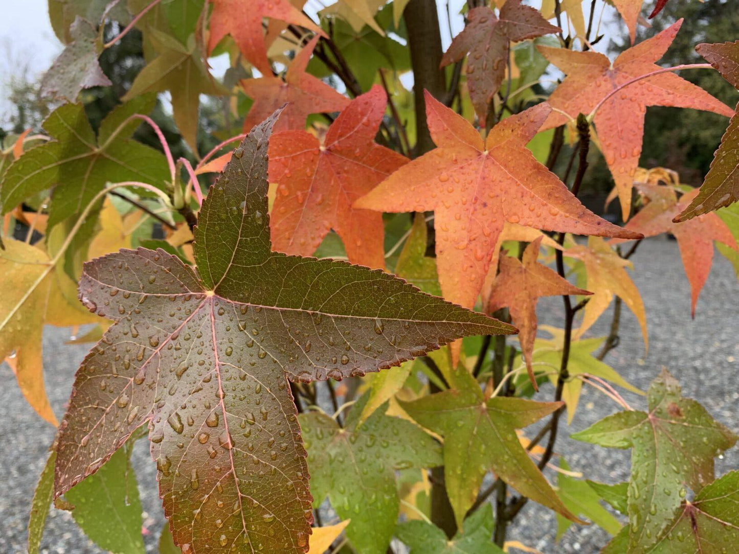 Liquidambar Styraciflua Slender Silhouette Multi Stem - View 9 from www redcrocus com
