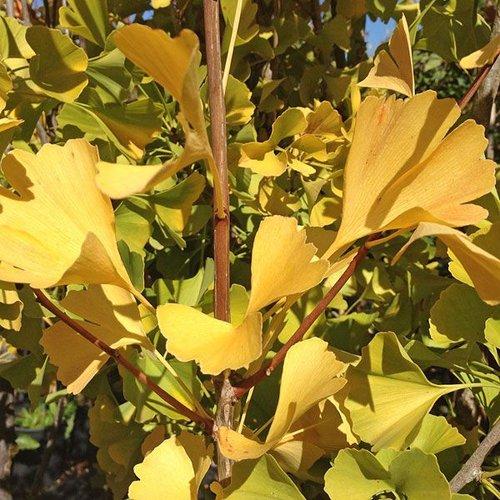 Ginkgo Biloba Magyar Single Stem - View 12 from www redcrocus com