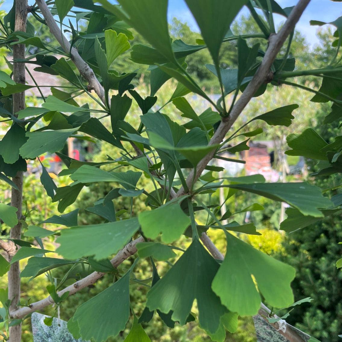Ginkgo Biloba Magyar Single Stem - View 15 from www redcrocus com