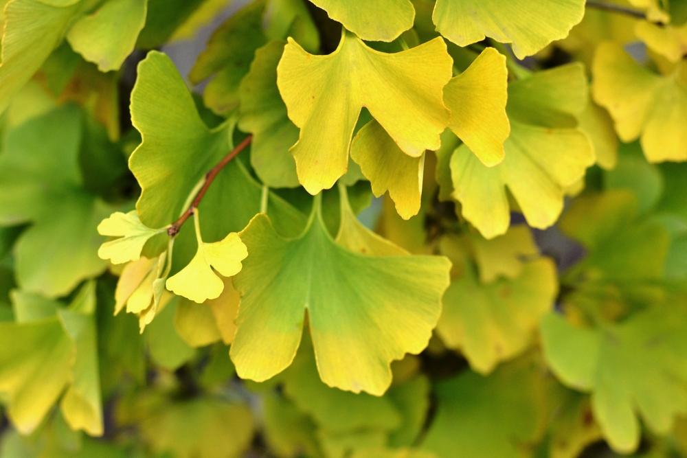 Ginkgo Biloba Magyar Single Stem - View 2 from www redcrocus com