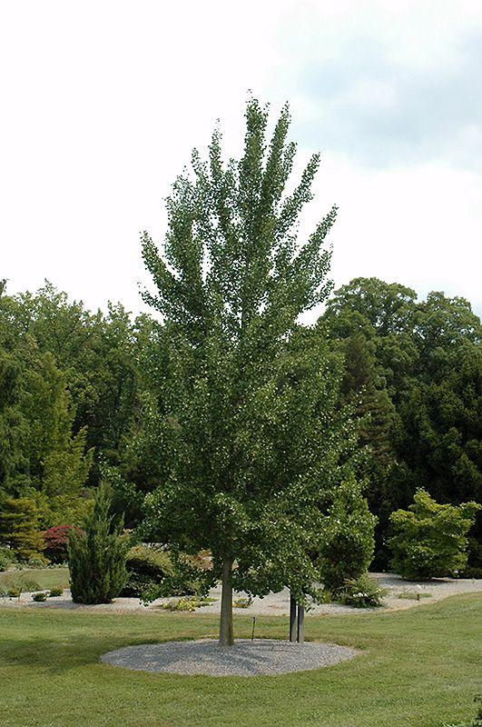 Ginkgo Biloba Magyar Single Stem - View 5 from www redcrocus com