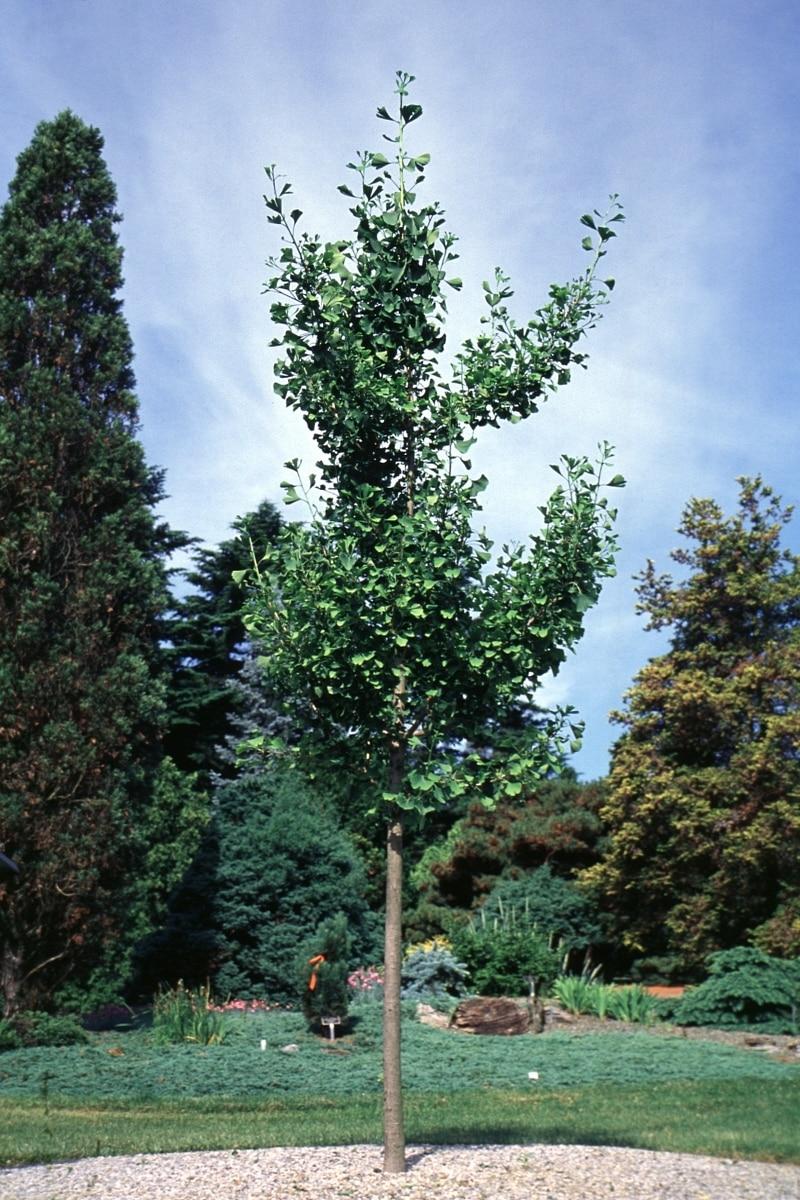 Ginkgo Biloba Magyar Single Stem - View 6 from www redcrocus com