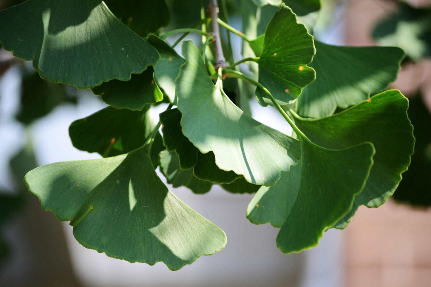 Ginkgo Biloba Magyar Single Stem - View 9 from www redcrocus com